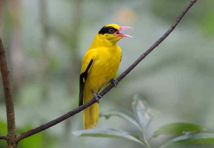 Makanan burung kepodang