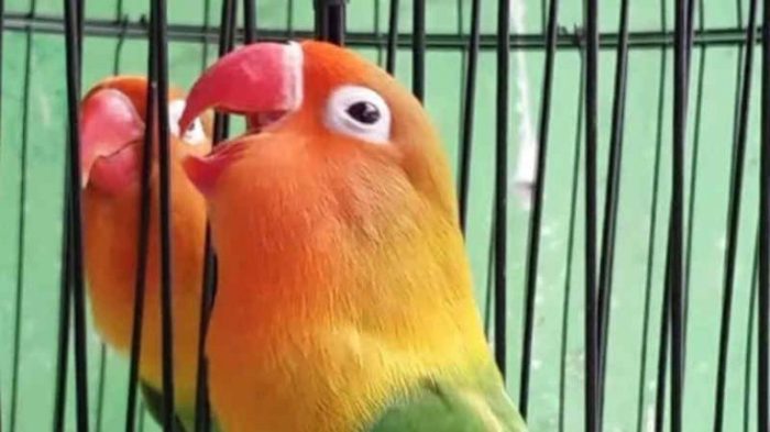 Cara mengatasi lovebird pilek agar segera sembuh