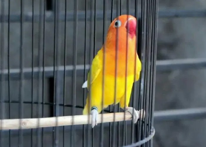 Cara mengatasi lovebird nyilet