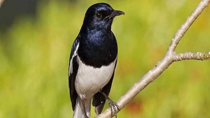 Mengatasi burung kacer batuk