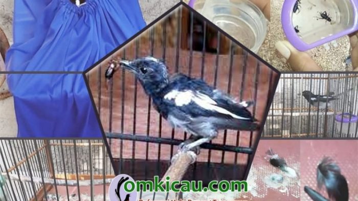 Panduan perawatan bulu burung agar cepat tumbuh