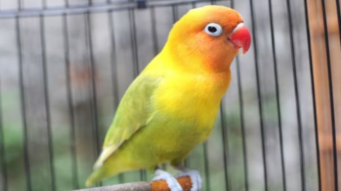 Tips perawatan lovebird anakan secara umum