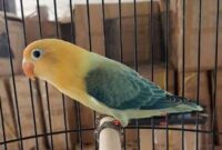 Tanaman hijau untuk lovebird