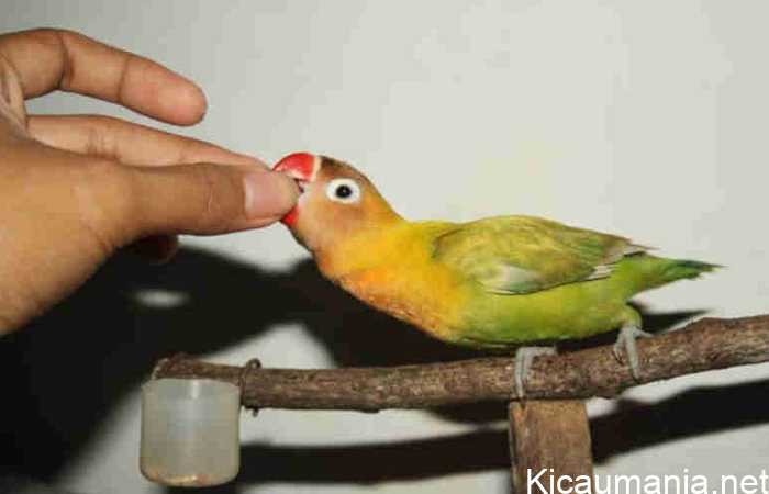 Cara mengatasi lovebird galak berikut perlu anda pahami