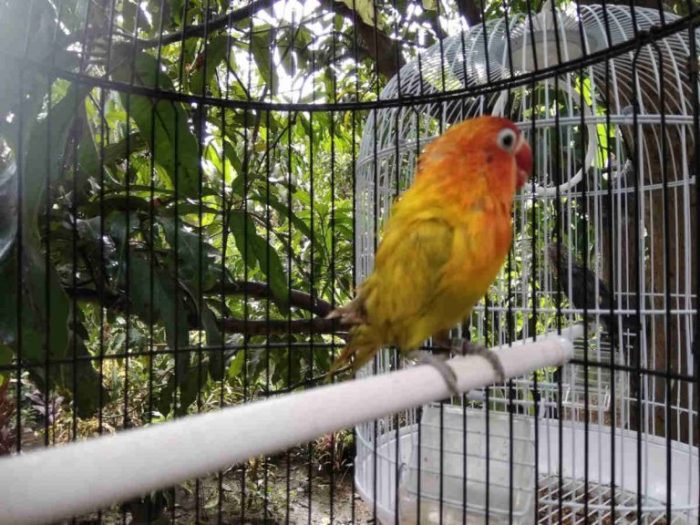 Cara mengatasi lovebird pilek agar segera sembuh