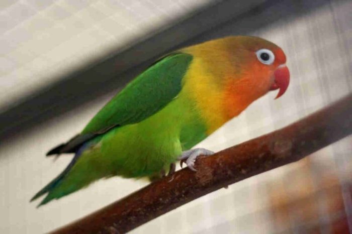 Cara mengatasi lovebird pilek agar segera sembuh