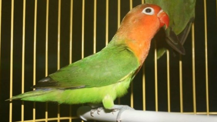 Cara mengatasi lovebird nyilet