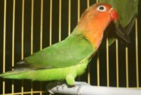 Gejala burung lovebird stress