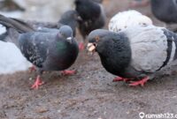 Makanan burung merpati