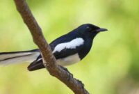 Mengatasi burung kacer batuk