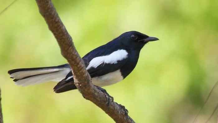 Mengatasi burung kacer batuk