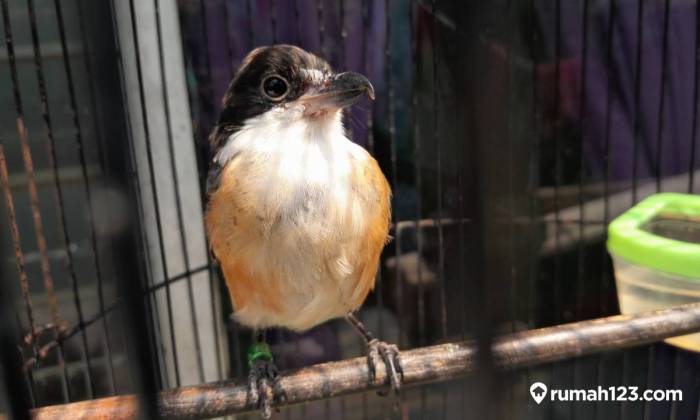 Cara mengatasi burung cendet cacingan