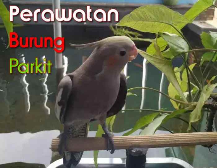 Panduan perawatan bulu burung agar cepat tumbuh