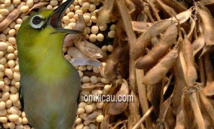 Cara membuat tepung wortel untuk burung kicau